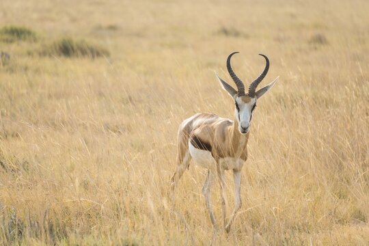 Springbok (Antidorcas marsupialis), Etosha National Park, Namibia