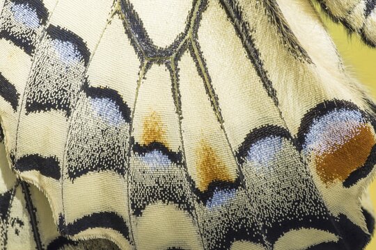 Swallowtail (Papilio machaon), wing, detail, Germany