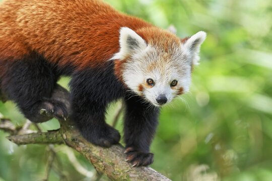 Red panda (Ailurus fulgens), captive, Switzerland