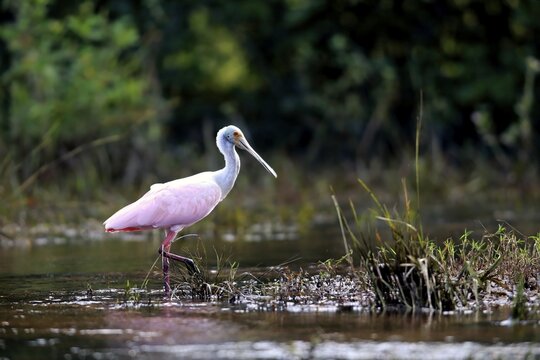 Roseate spoonbill (Ajaia ajaja), adult in the water, foraging, Pantanal, Mato Grosso, Brazil