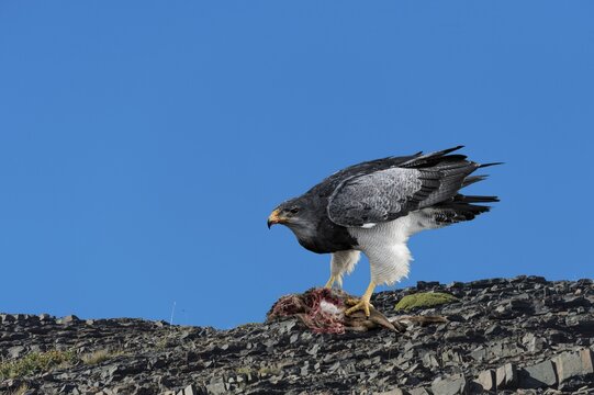 Black-chested Buzzard-Eagle (Geranoaetus melanoleucus australis) feeding on a carcass, Torres del Paine National Park, Chilean Patagonia, Chile