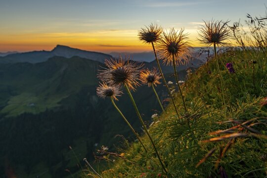 Withered alpine cowbell (Pulsatilla alpina) on mountain meadow, behind it the Allg&auml;uer Alps at sunrise, Schoppernau, Bregenzerwald, Vorarlberg, Austria
