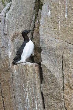 Thick-billed Murre (Uria aalge), Chukotka, Russia