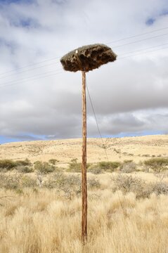 Nest of a Weaver Bird (Ploceidae), on an electricity pole, Namibia, Africa