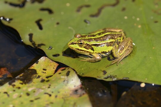 Water frog (Pelophylax esculentus or Rana esculenta), perched on lily pad, Zug, Switzerland, Europe