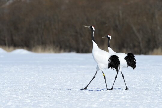 A pair of Red-crowned Cranes, Japanese Cranes or Manchurian Cranes (Grus Japonensis), during courtship, Kushiro-Shitsugen-Nationalpark, Kushiro, Hokkaido, Japan
