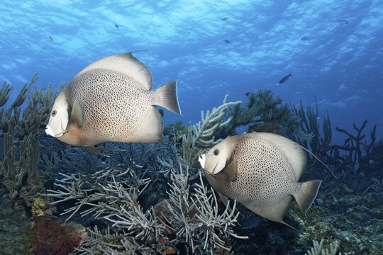 Gray angelfish (Pomacanthus arcuatus), two, swimming over coral reef, Caribbean Sea near Maria la Gorda, Pinar del R&iacute;o Province, Caribbean, Cuba