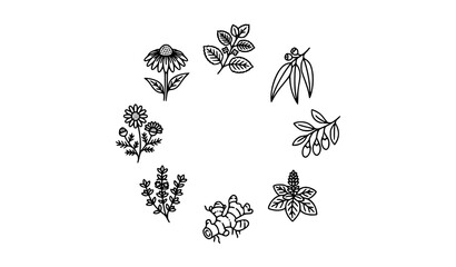 Herbal medicine line icons collection with medicinal plants in thin outline style editable vector isolated on white © Mithun