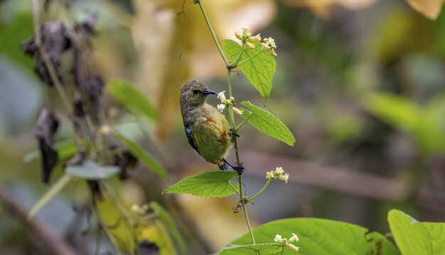 Olive-bellied Sunbird (Cinnyris chloropygius) sitting on a branch, eating nectar from a flower, Mgahinga Gorilla National Park, Western Region, Uganda