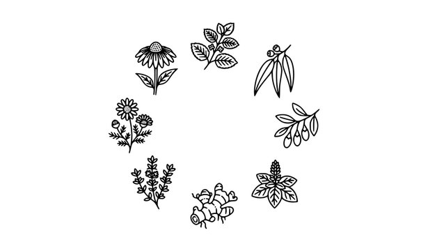 Herbal medicine line icons collection with medicinal plants in thin outline style editable vector isolated on white