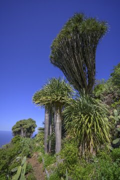 Canary canary islands dragon tree (Dracaena draco), Dragos Salvatierra, Santo Domingo, La Palma, Spain
