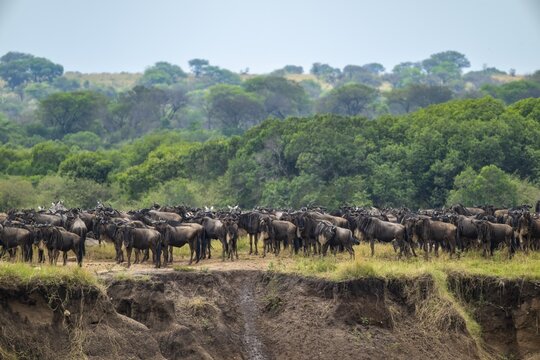 Wildebeest (Connochaetes taurinus), migrating herd of wildebeest at the Mara River, safari vehicle behind, Great Migration, Serengeti National Park, Tanzania