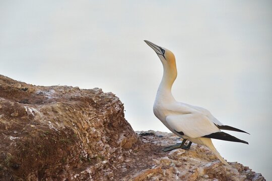 Northern Gannet (Sula bassana), Heligoland, Schleswig-Holstein, Germany