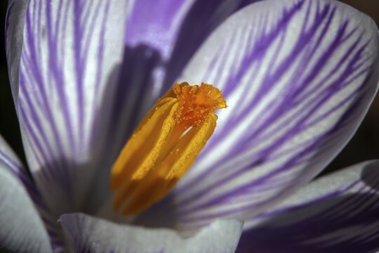 Spring crocus (Crocus vernus), flower, detail, macro photograph, Baden-W&uuml;rttemberg, Germany