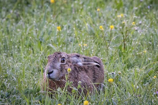 European hare (Lepus europaeus) hiding in wet tall grass, Stuttgart, Rosensteinpark, Baden-W&uuml;rttemberg, Germany