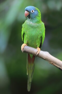 Sharp-tailed Parakeet, (Thectocercus acuticaudatus), adult on wait, captive, occurrence South America