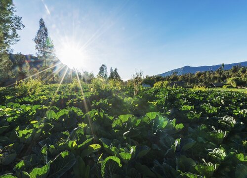Sun shining on a cabbage field, Cemoro Lawang, Java, Indonesia