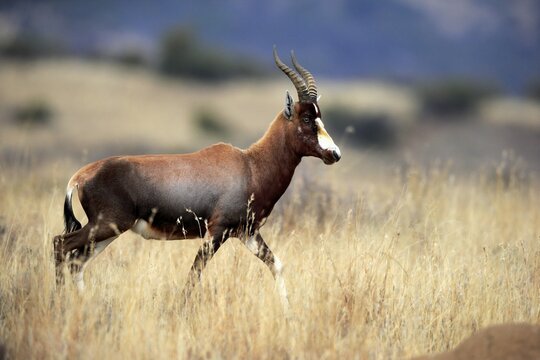 Bontebok (Damaliscus dorcas dorcas), adult, running, foraging, Cape of the Good Hope, Western Cape, South Africa