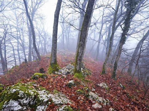 Moss-covered trees surrounded by distinctive limestone formation, L&auml;gerngrat, Baden, Canton Aargau, Switzerland