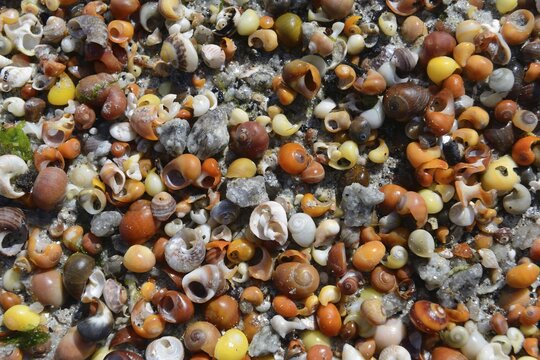 Shells of water snails on the beach, D&eacute;partement Finist&egrave;re, Brittany, France