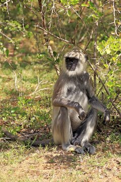 Tufted gray langur (Semnopithecus priam), adult male, sitting under a bush, Yala National Park, Sri Lanka
