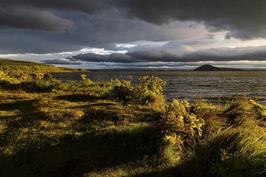 Norwegian angelica (Angelica archangelica) and grassy shore in the evening light, M&yacute;vatn, North Iceland, Iceland