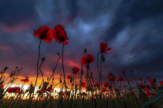Poppy (Papaver) at sunset with dramatic thunderstorm sky, Mindelheim, Unterallg&auml;u, Bavaria, Germany