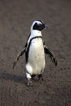 Jackass Penguin or African Penguin (Spheniscus demersus), adult, on the beach, Stony Point, Betty's Bay, Western Cape, South Africa