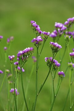Sea Lavender (Limonium), blossom, Germany