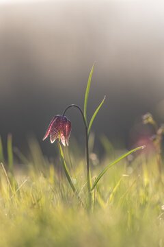Chess flower, also known as checkerboard flower (Fritillaria meleagris) in a wet meadow, Doubs nature park Park, Les Brenets, Canton Neuch&acirc;tel, Switzerland