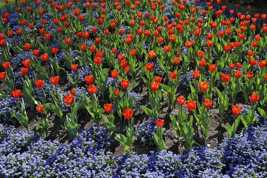 Tulip flowerbed, Austria, Europe