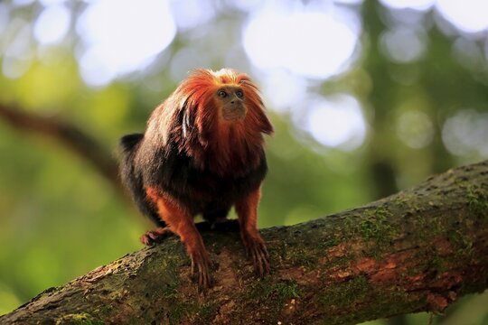 Golden-headed lion tamarin (Leontopithecus chrysomelas), adult, sitting on branch, captive
