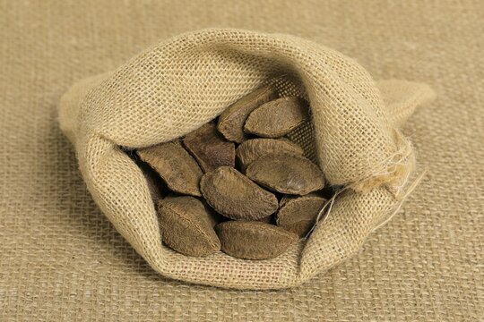 Brazil nut (Bertholletia excelsa), fruits, nuts, with shell, unshelled, Germany