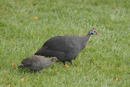 Helmeted guinea fowl (Numida meleagris), adult, juvenile, chick, alert, foraging, Kirstenbosch Botanical Gardens, Cape Town, South Africa