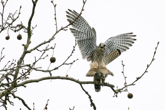 Common kestrels (Falco tinnunculus), mating on branch, Hesse, Germany