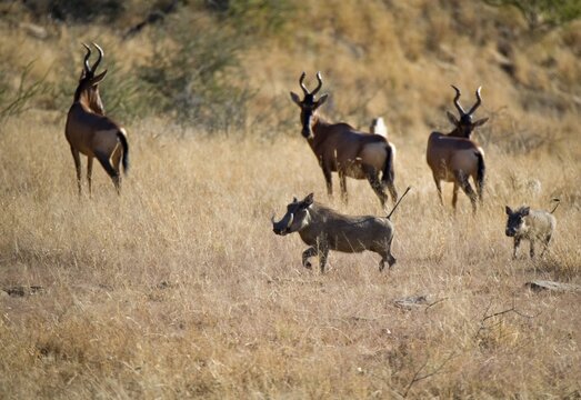 Hartebeests (Alcelaphus buselaphus), Dan Viljoen National Park, Namibia, Africa