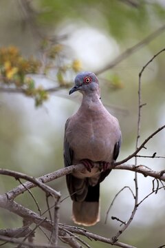 Mourning collared dove or African mourning dove (Streptopelia decipiens) , adult, sitting in a tree, Kruger National Park, South Africa