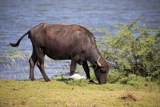 Water buffalo (Bubalis bubalis), adult eating on waterfront, cattle egrets (Bubulcus ibis), Bundala National Park, Sri Lanka