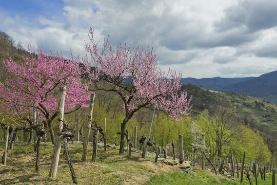 Blossoming peach trees (Prunus persica) in a vineyard, Wachau, Lower Austria, Austria