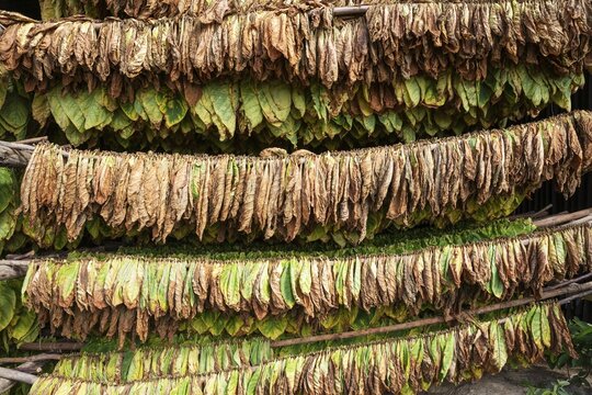 Cultivated tobacco (Nicotiana tabacum), tobacco leaves hung to dry, Pinar del R&iacute;o Province, Cuba
