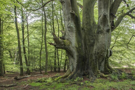 Old European Beech or Common Beech (Fagus sylvatica), Urwald Sababurg, primeval forest, North Hesse, Hesse, Germany
