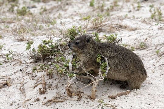 Rock hyrax (Procavia capensis), adult, beach, foraging, alert, Boulders Beach, Simon's Town, Western Cape, South Africa