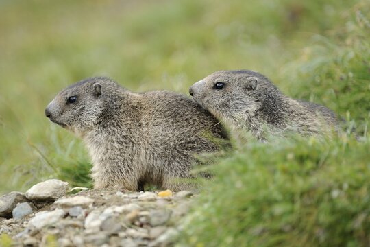 Two young Alpine marmots (Marmota marmota) lookin out of their den