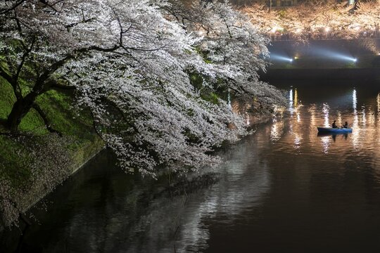 Canal with rowing boat in front of blooming cherry trees on a canal at night, Japanese cherry blossom in spring, Hanami festival, Chidorigafuchi Green Way, Tokyo, Japan