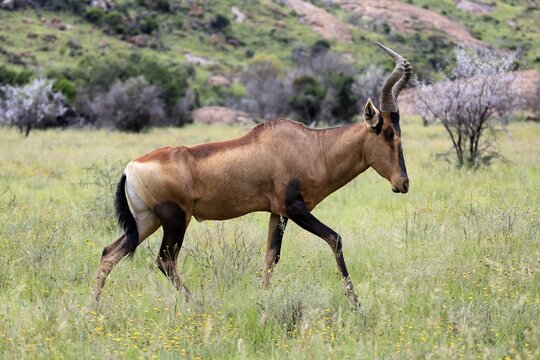 Red hartebeest (Alcelaphus buselaphus caama), Kaama, adult, foraging, running, Mountain Zebra National Park, Eastern Cape, South Africa