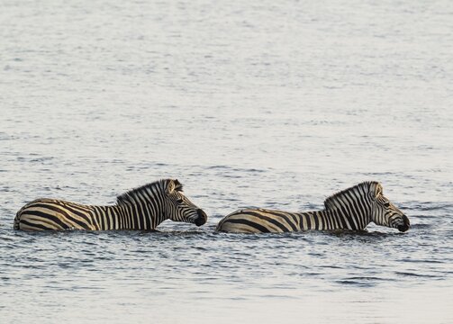 Burchell's Zebra (Equus quagga burchelli) in the water, crossing the Chobe River, Chobe National Park, Botswana