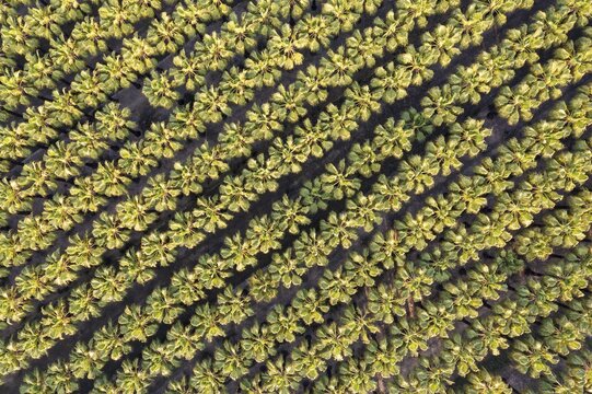 Nursery with rows of cultivated Desert Fan Palms (Washingtonia filifera), aerial view, drone shot, Ebro Delta Nature Reserve, Tarragona province, Catalonia, Spain