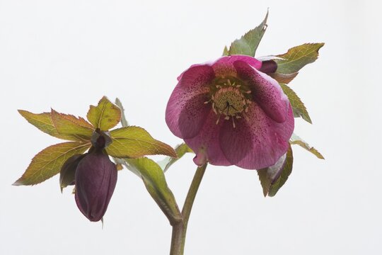 Lenten rose (Helleborus orientalis hybrids), Emsland, Lower Saxony, Germany
