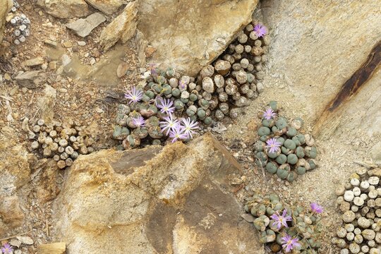 Conophytum obscurum, living stones, blooming, flowers, Stellenbosch Botanic Garden, Western Cape, South Africa