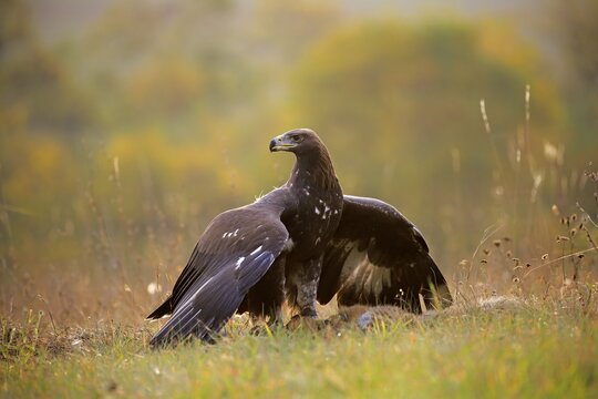 Golden eagle (Aquila chrysaetos), adult, protects prey with spread wings, Slovakia